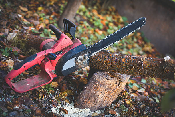 Best Firewood Processing and Delivery  in Raynham Center, MA